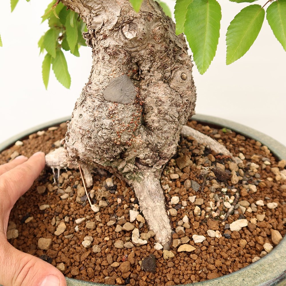 Bonsai da esterno -Carpinus Coreana - Carpino coreano