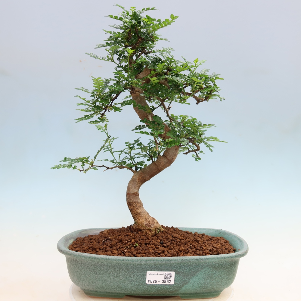 Camera bonsai - Zantoxylum piperitum - albero del pepe