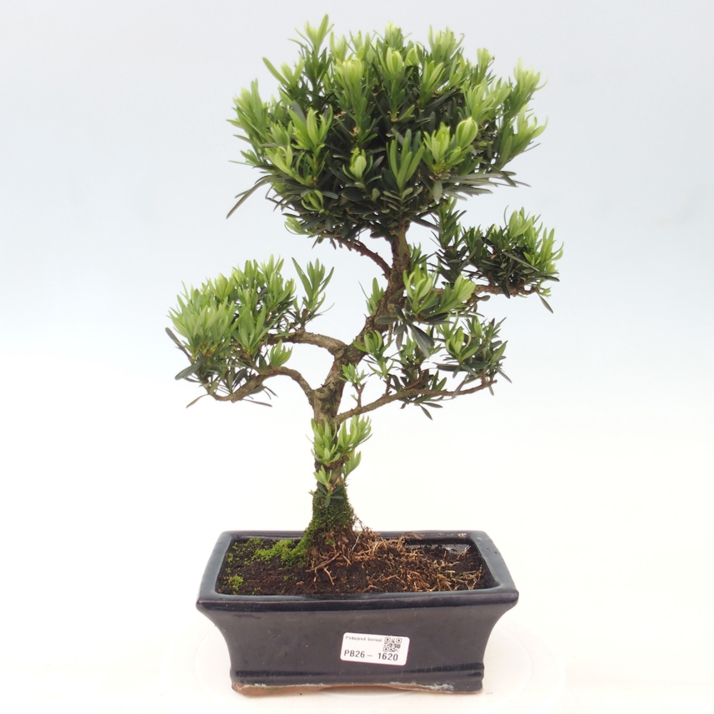 Camera bonsai - Podocarpus - Tasso delle pietre
