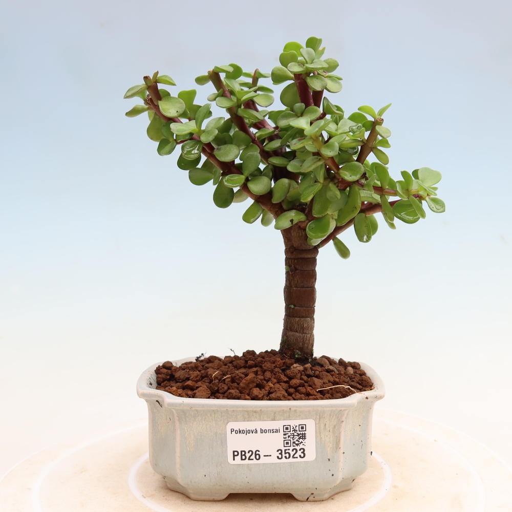 Camera bonsai - Portulakaria Afra - Tlustice