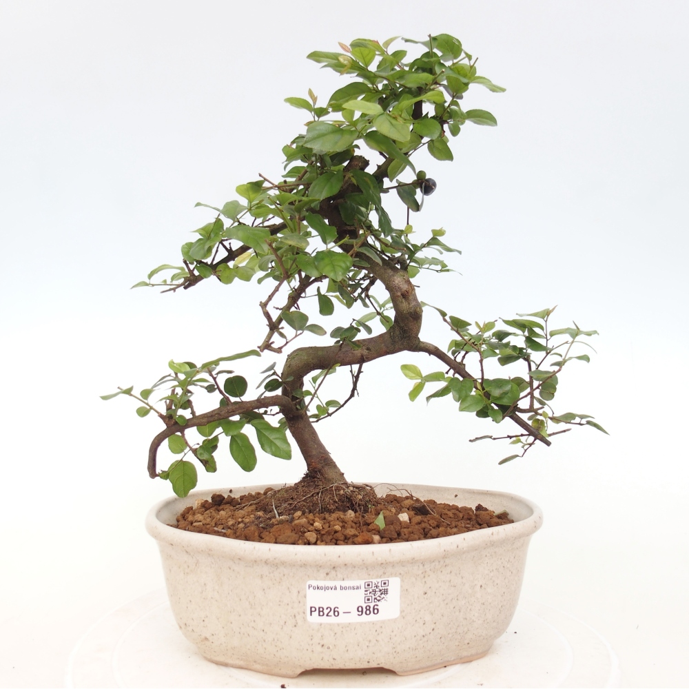 Camera bonsai - Sageretia thea - Sageretia thea