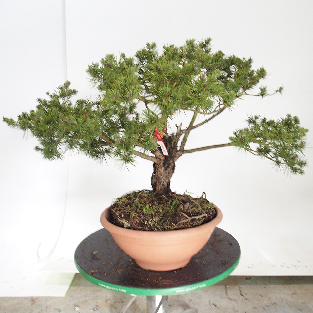 Yamadori - Pinus sylvestris Spagna