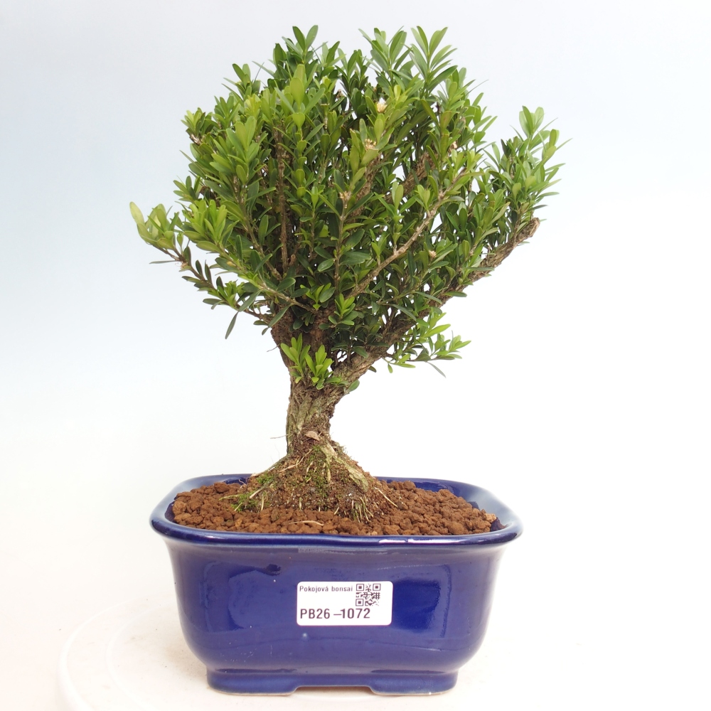 Camera bonsai - Buxus harlandii - buxus da sughero