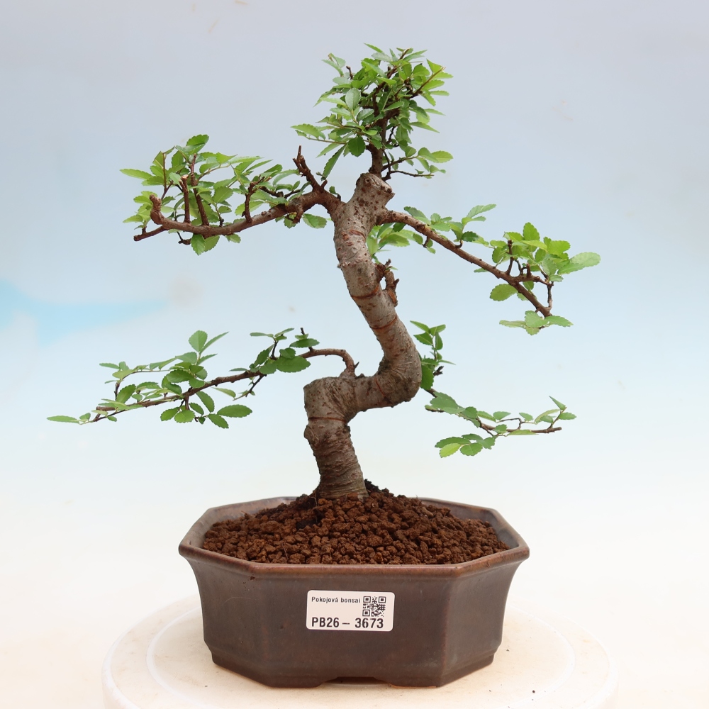 Camera bonsai - Ulmus parvifolia - Olmo a foglie piccole