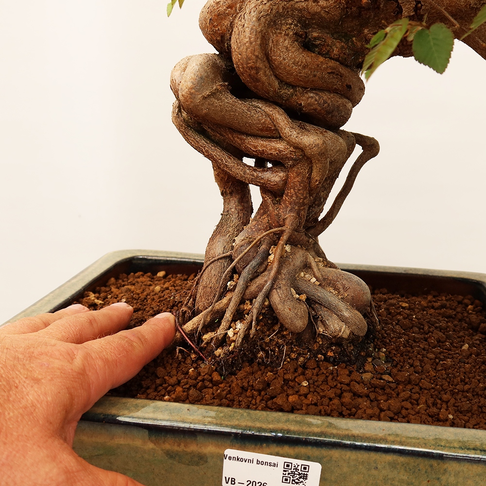 Bonsai da esterno -Carpinus Coreana - Carpino coreano