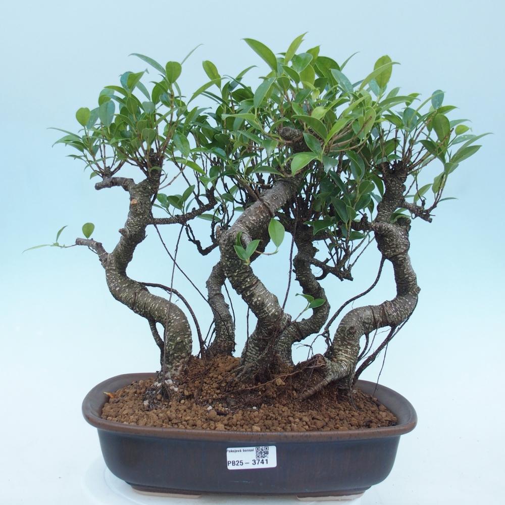 Camera bonsai - Ficus kimmen - ficus a foglie piccole