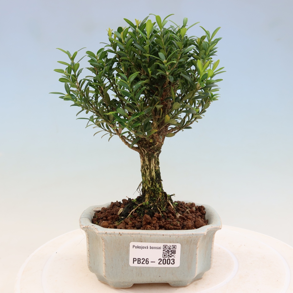 Camera bonsai - Buxus harlandii - buxus da sughero