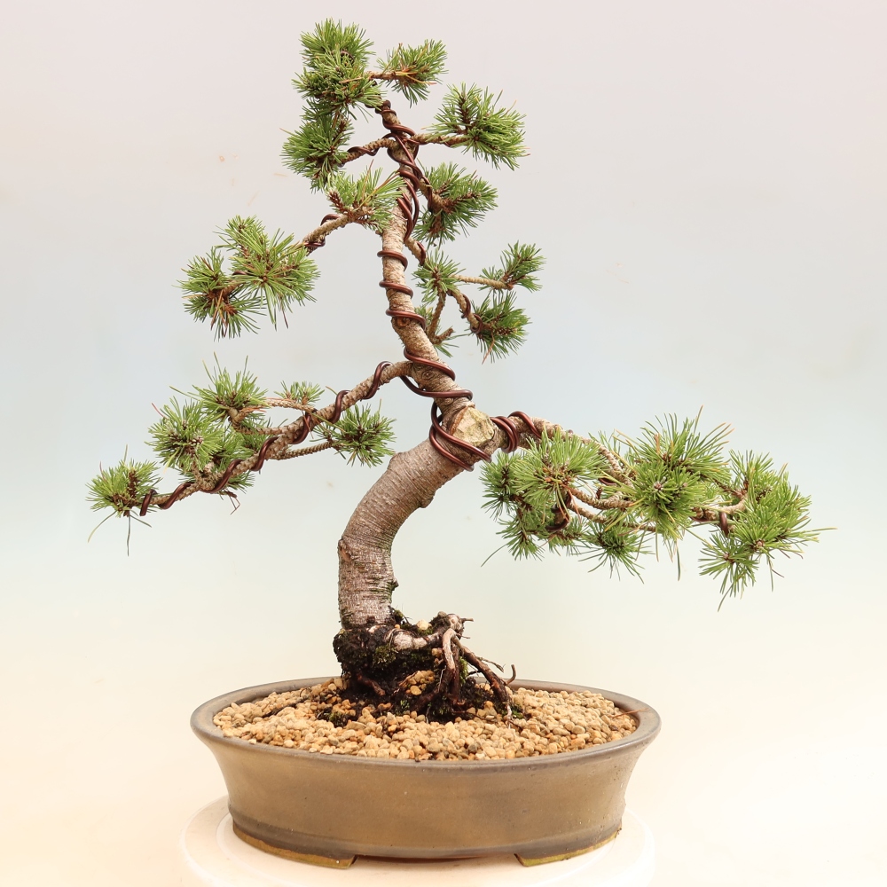 Bonsai da esterno - Pinus mugo Humpy  - Pino mugo