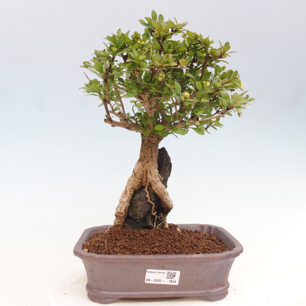 Bonsai da esterno - Berberis coreana