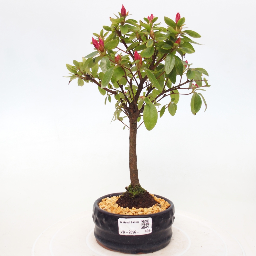 Bonsai da esterno - Azalea giapponese - Azalea sp.