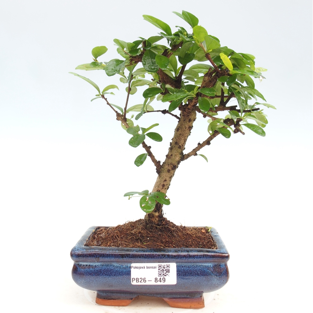 Camera bonsai - Carmona macrophylla - Tea fuki