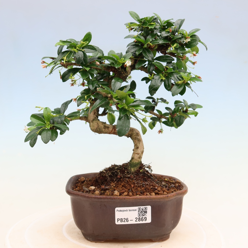 Camera bonsai - Carmona macrophylla - Tea fuki