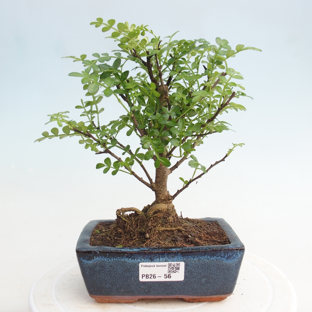 Camera bonsai - Zantoxylum piperitum - albero del pepe