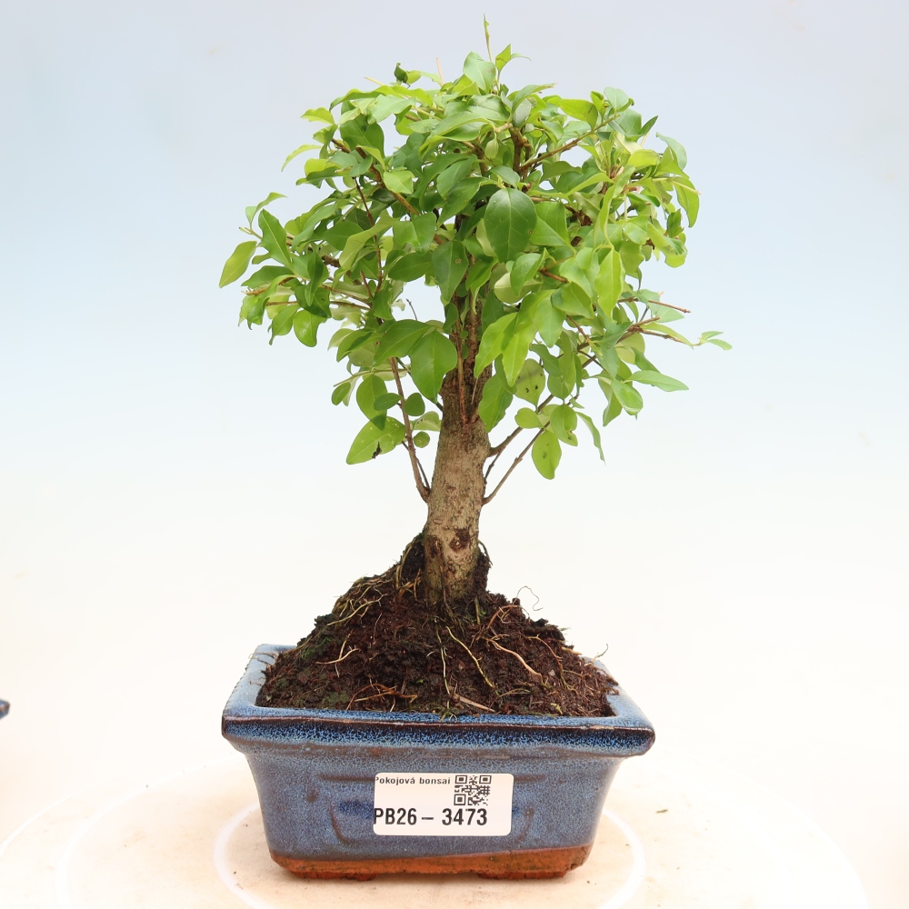 Camera bonsai -Ligustrum chinensis - Becco d'uccello