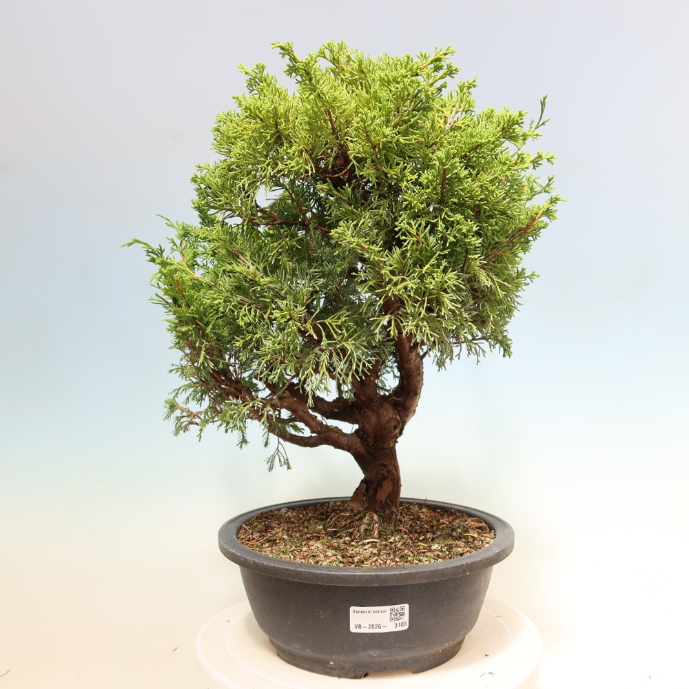 Bonsai da esterno - Juniperus chinensis Itoigawa-Juniperus chinensis