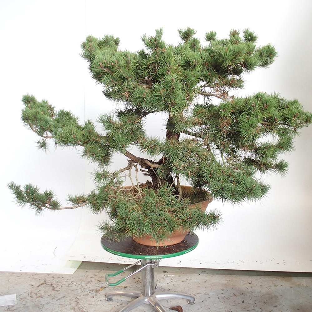 Yamadori - Pinus sylvestris Spagna