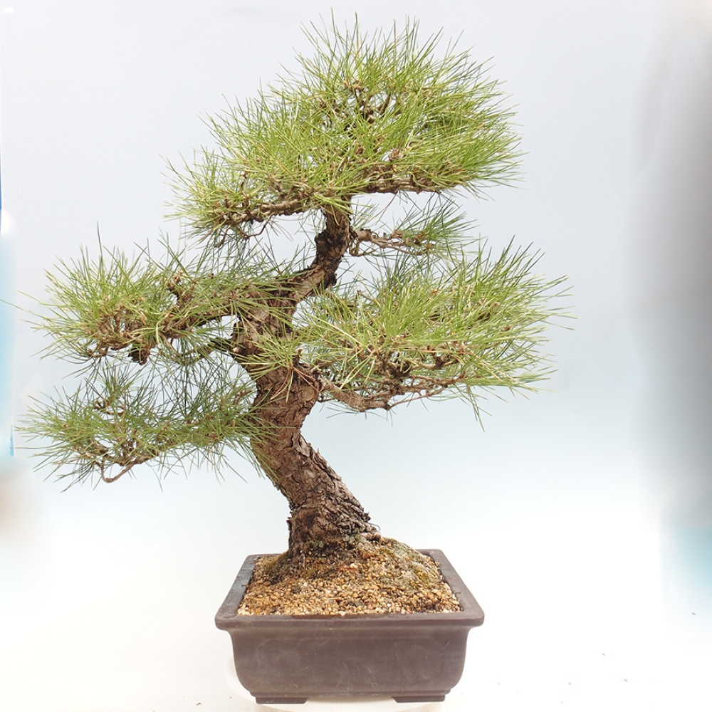 Bonsai da esterno - Pinus thunbergii - Pino di Thunberg