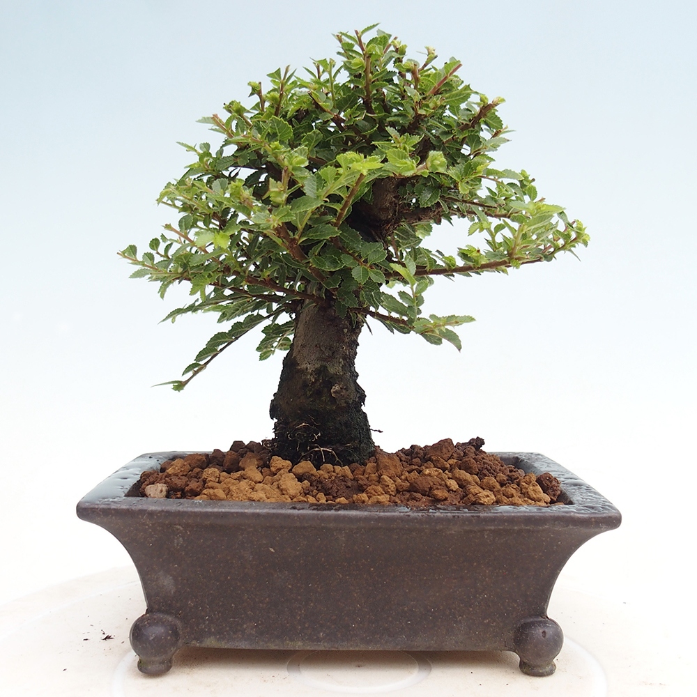 Bonsai da esterno - Ulmus parvifolia Hokkaido - Olmo cinese