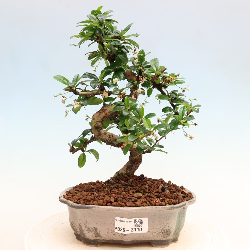 Camera bonsai - Carmona macrophylla - Tea fuki