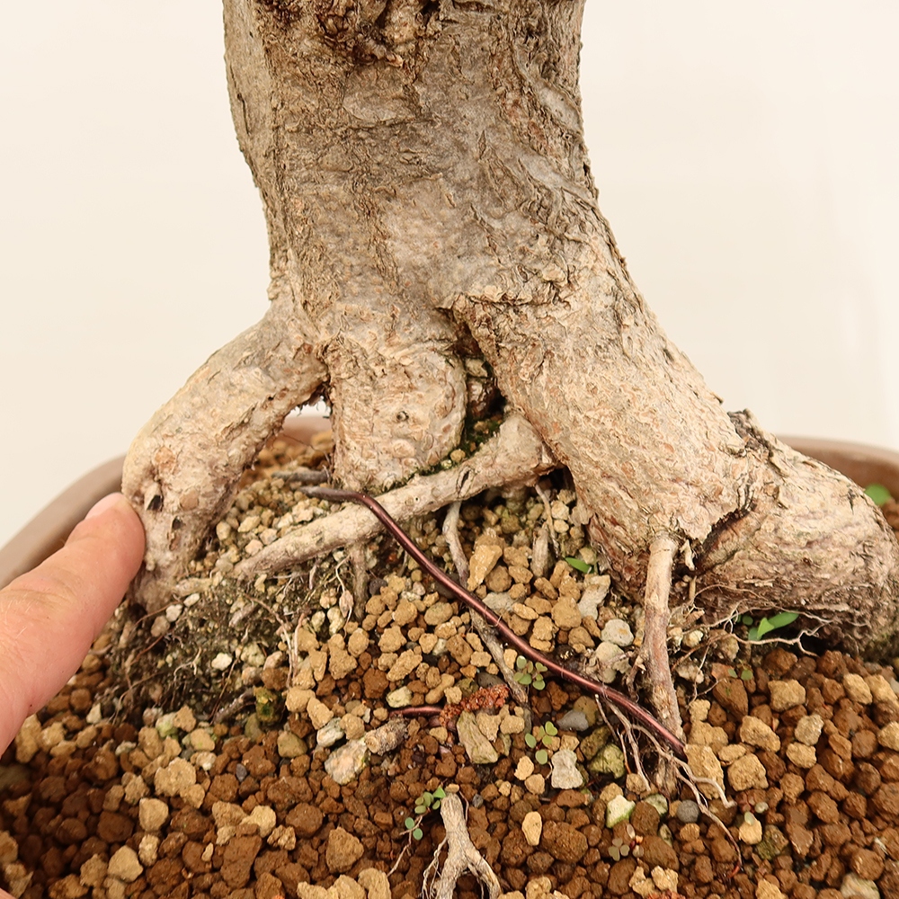 Bonsai da esterno -Carpinus Coreana - Carpino coreano