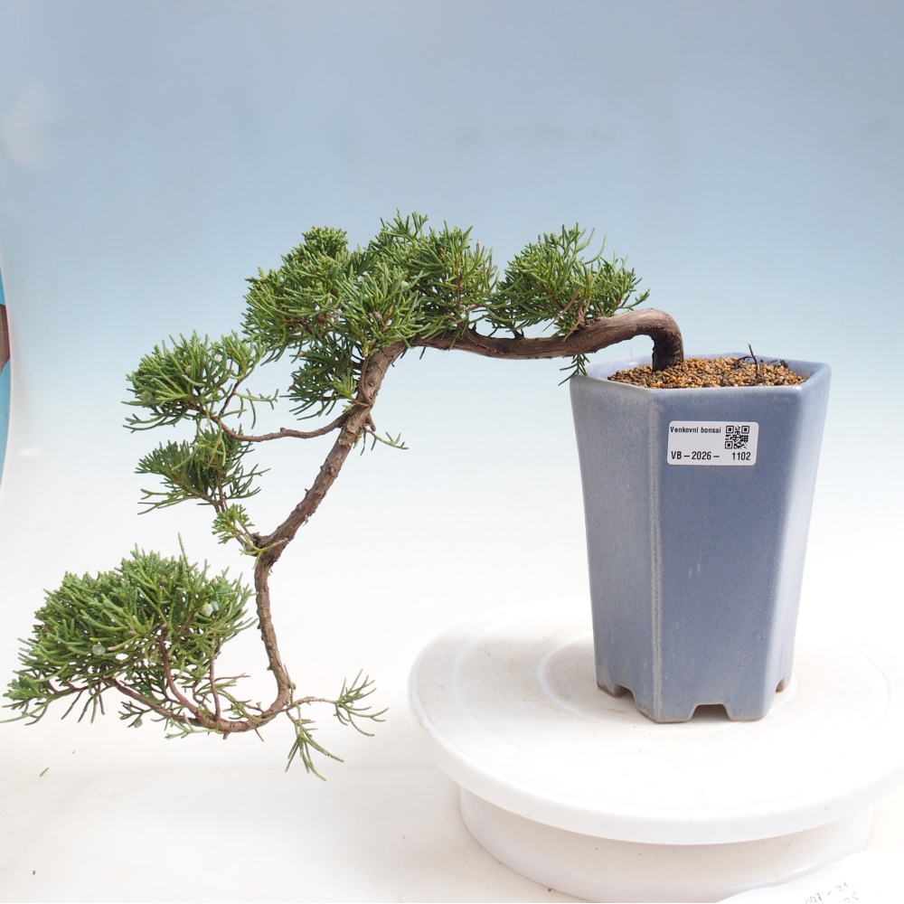 Bonsai da esterno - Juniperus chinensis Kishu