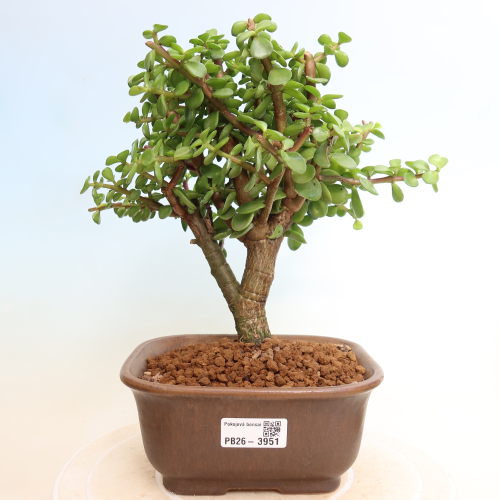 Camera bonsai - Portulakaria Afra - Tlustice