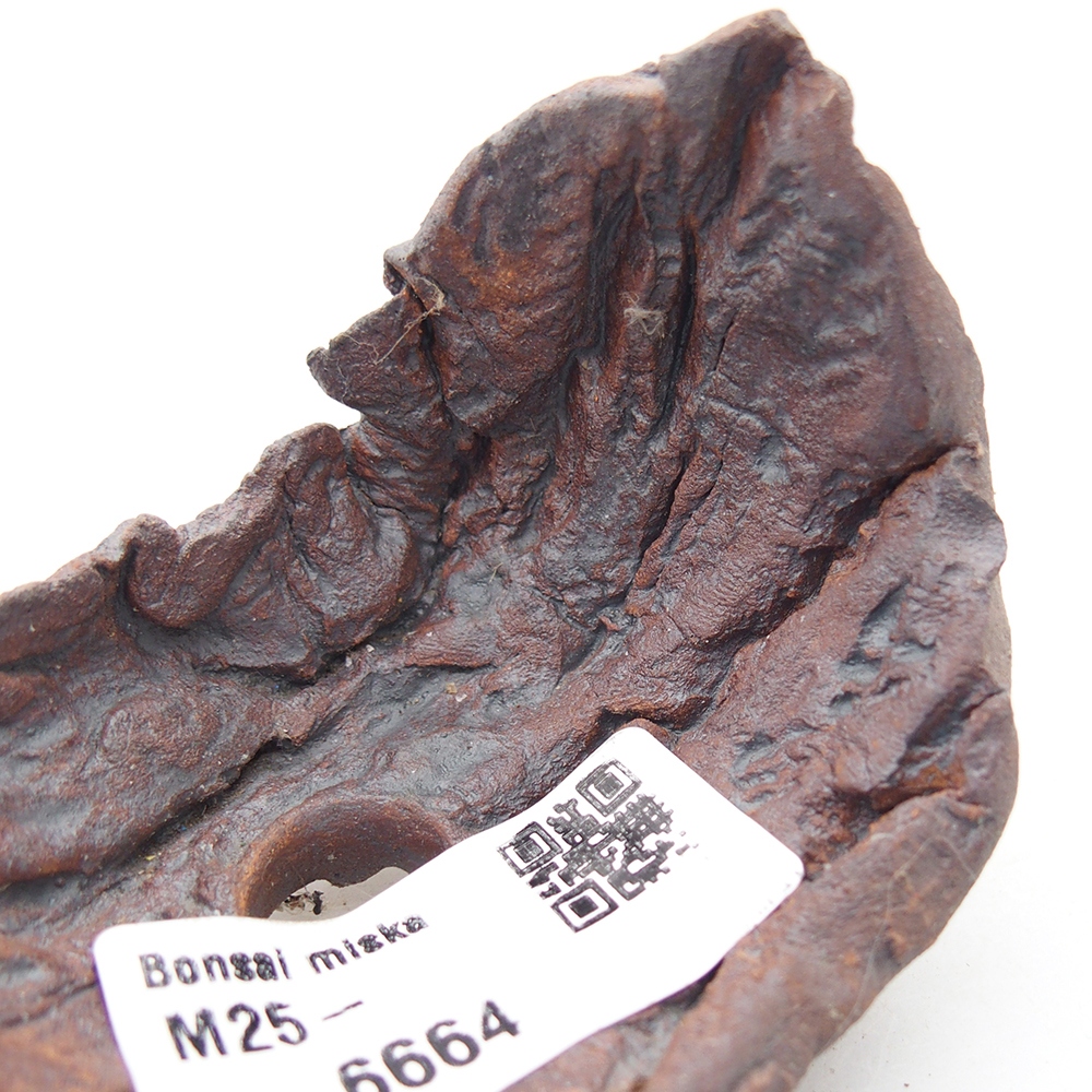 Conchiglia in ceramica 7,5 x 5,5 x 6 cm , colore marrone