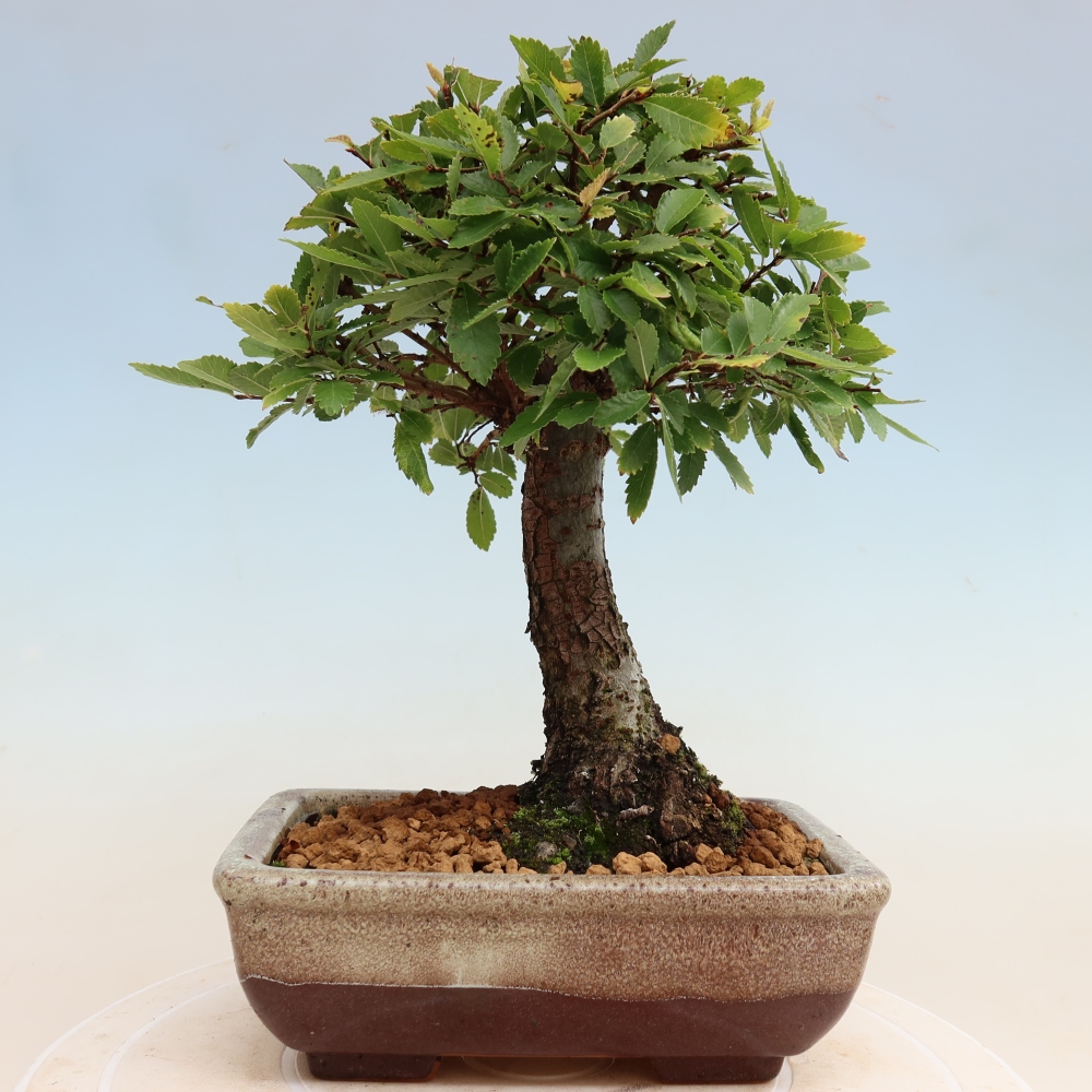 Bonsai da esterno - Zelkova - Zelkova NIRE