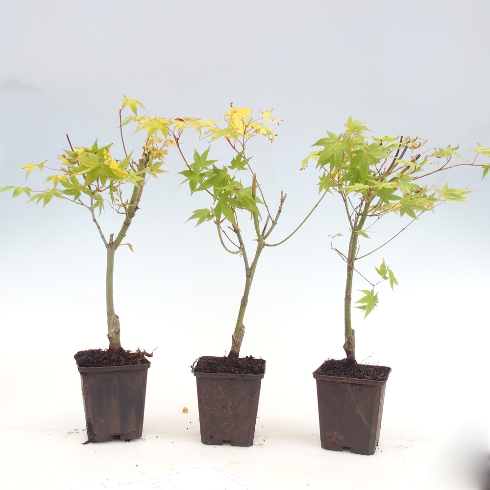 Bonsai da esterno - Palma d'oro Javor - Acer palmatum Aureum in contenitore