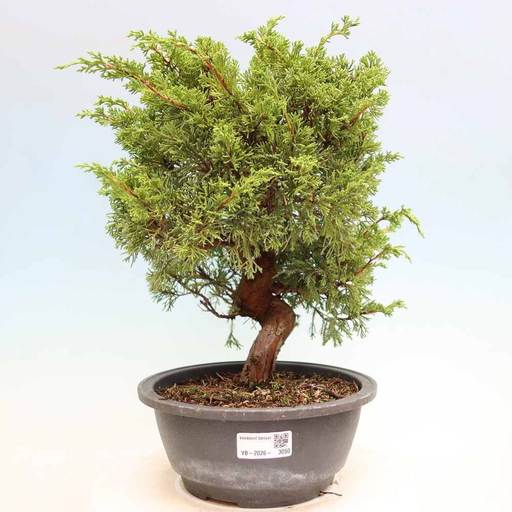 Bonsai da esterno - Juniperus chinensis Itoigawa-Juniperus chinensis