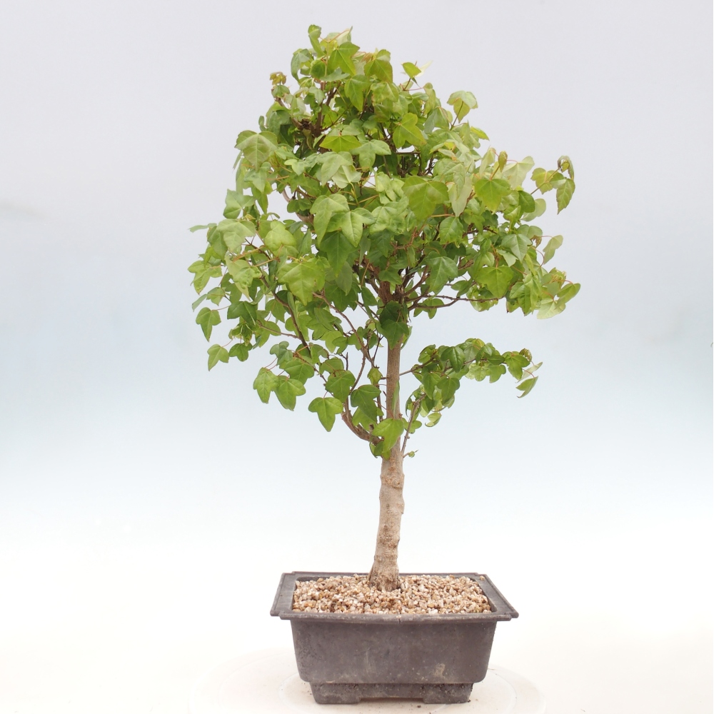 Bonsai da esterno - Acer Buergerianum - Acero di Burger