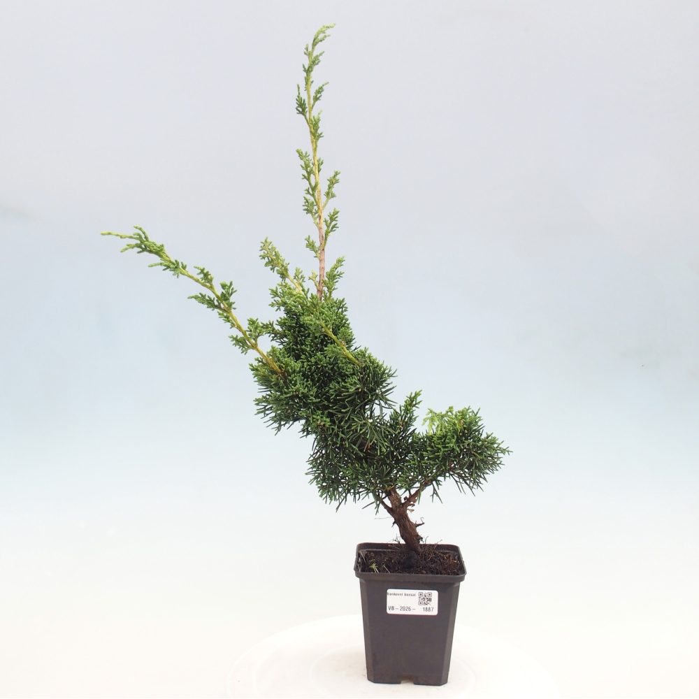 Bonsai da esterno - Juniperus chinensis Kishu