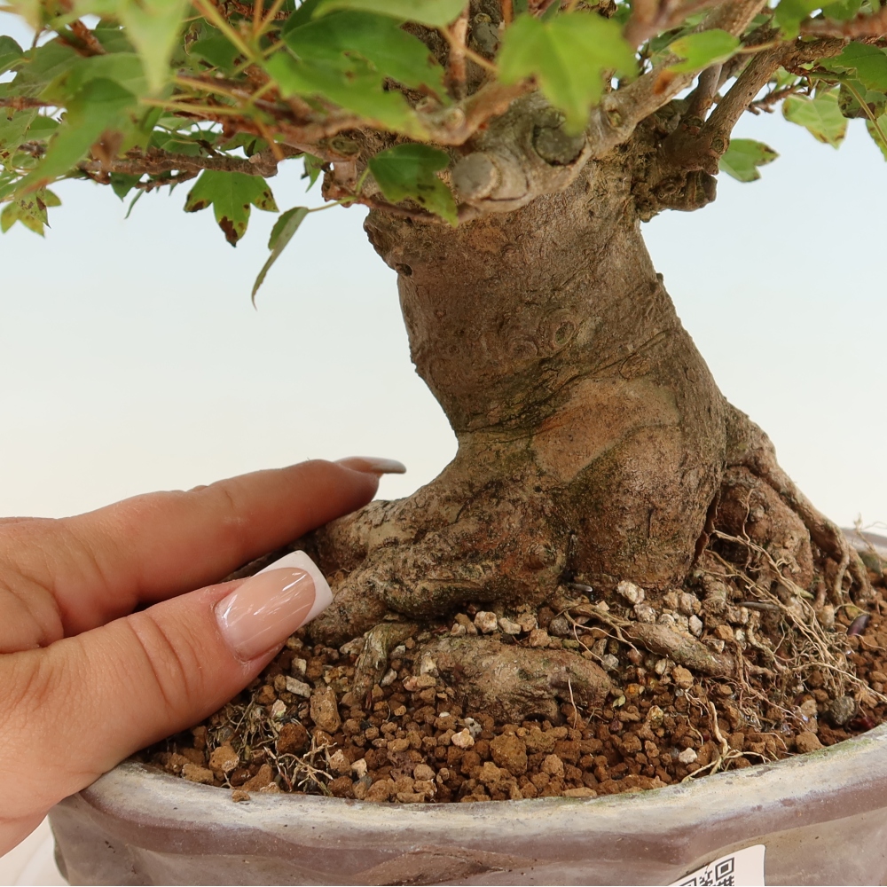Bonsai da esterno - Acero Burger - Acer Burgerianum