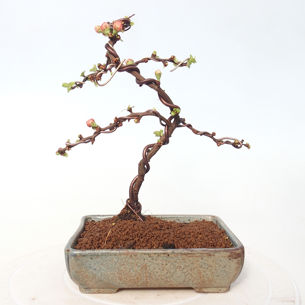 Bonsai da esterno - Chaneomeles s. Red Joy - Cotogno