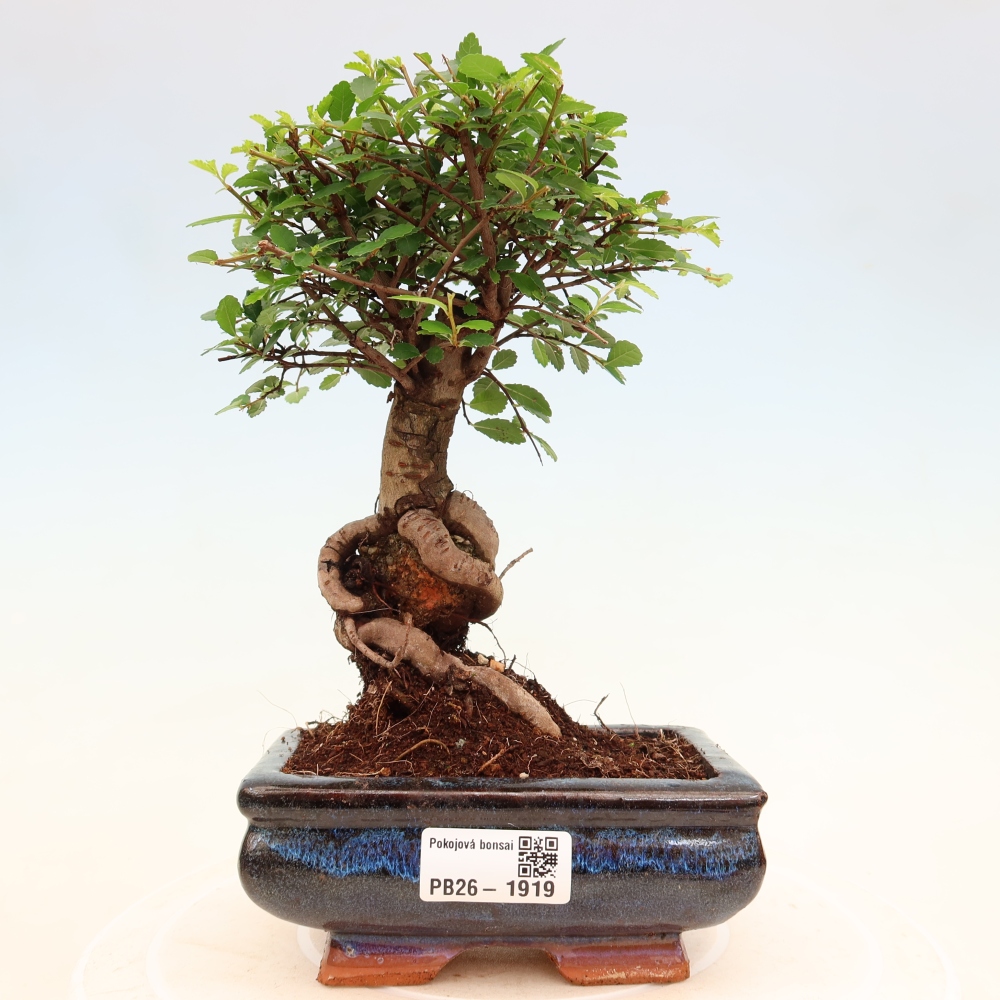 Camera bonsai - Ulmus parvifolia - Olmo a foglie piccole