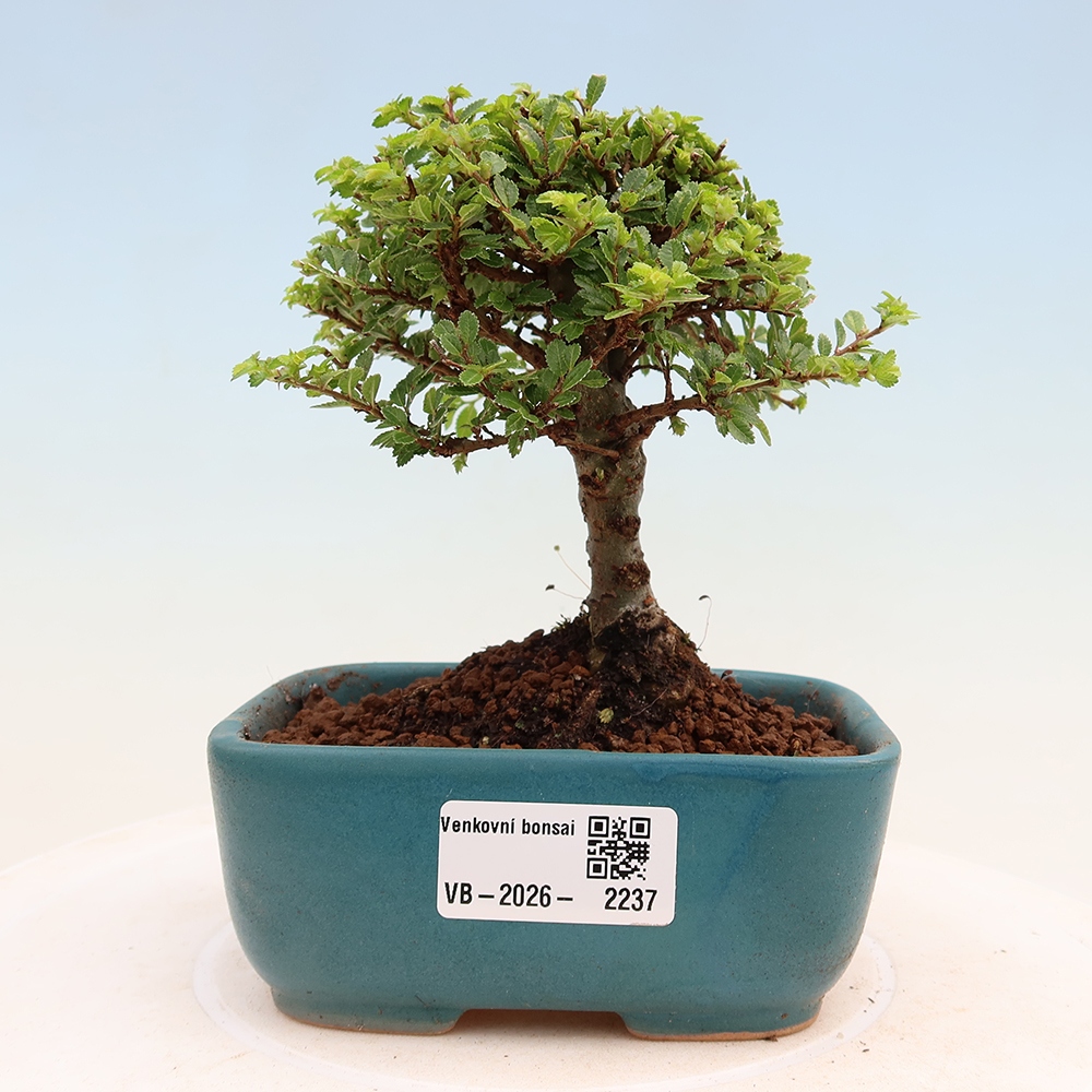 Bonsai da esterno - Ulmus parvifolia Sagei - Olmo a foglie piccole