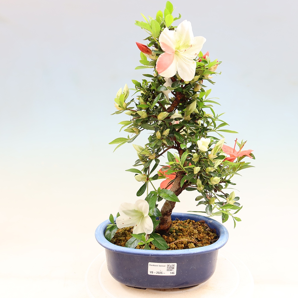 Bonsai da esterno - Azalea giapponese - Azalea Asahi-no-izumi