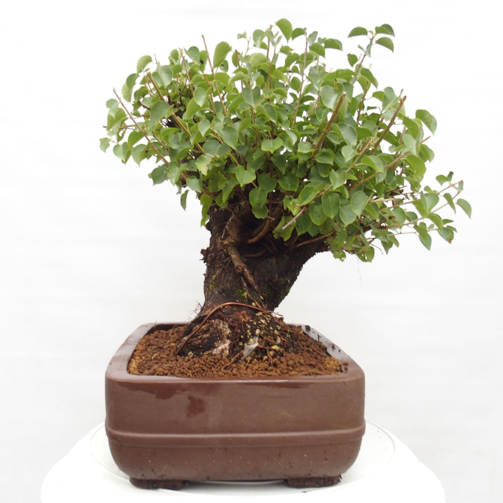 Bonsai da esterno - Mahalebka - Prunus mahaleb