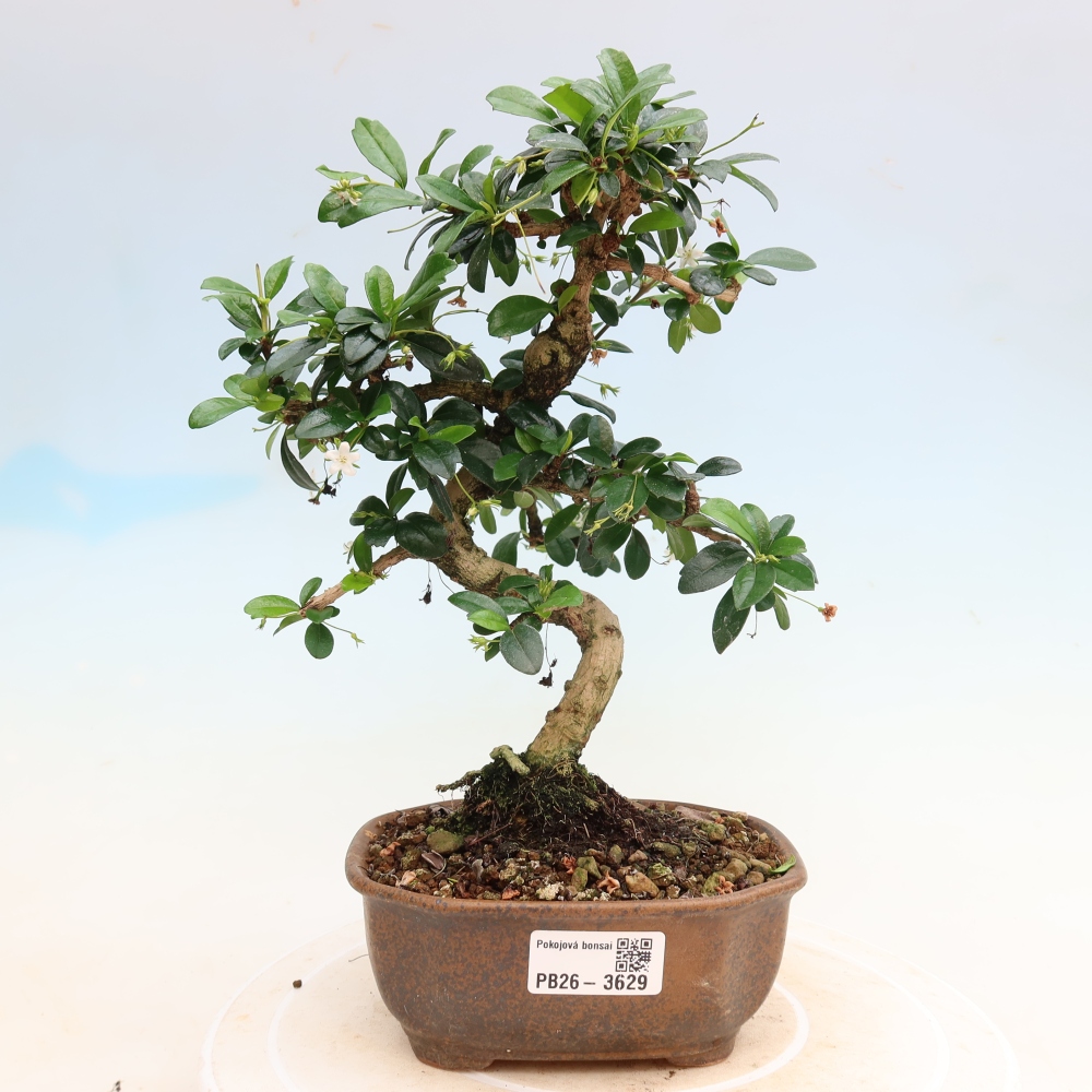 Camera bonsai - Carmona macrophylla - Tea fuki