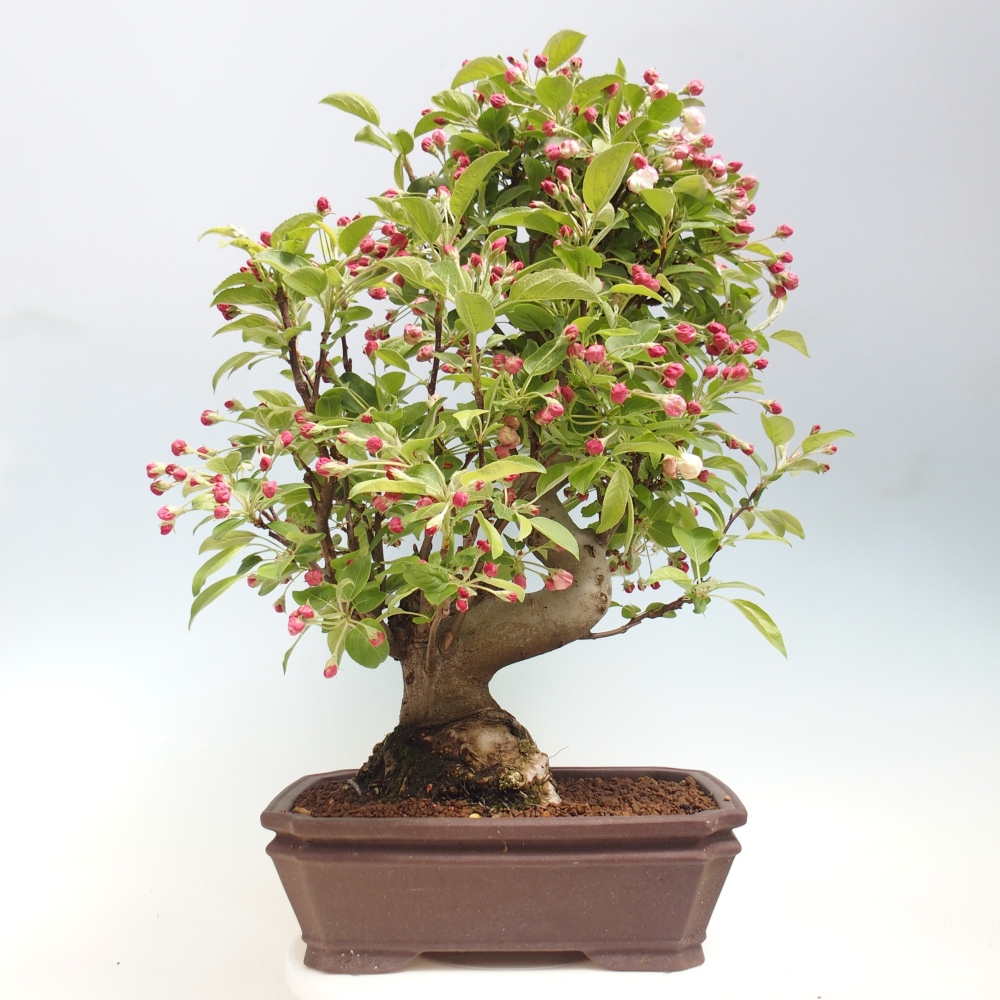 Bonsai da esterno -Malus halliana - Melo a frutto piccolo