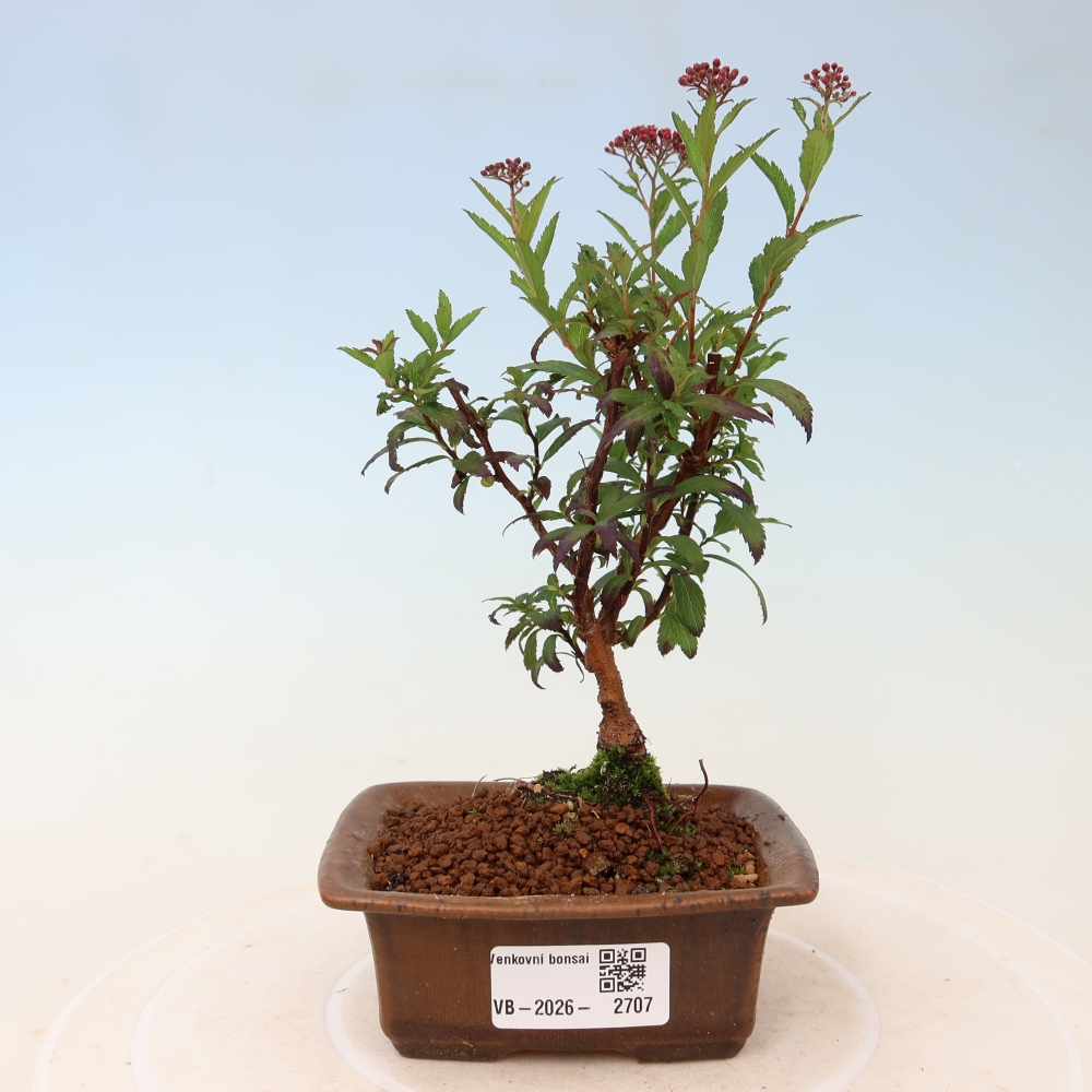 Bonsai da esterno - Spirea giapponese - Spirea japonica Anthony Waterer
