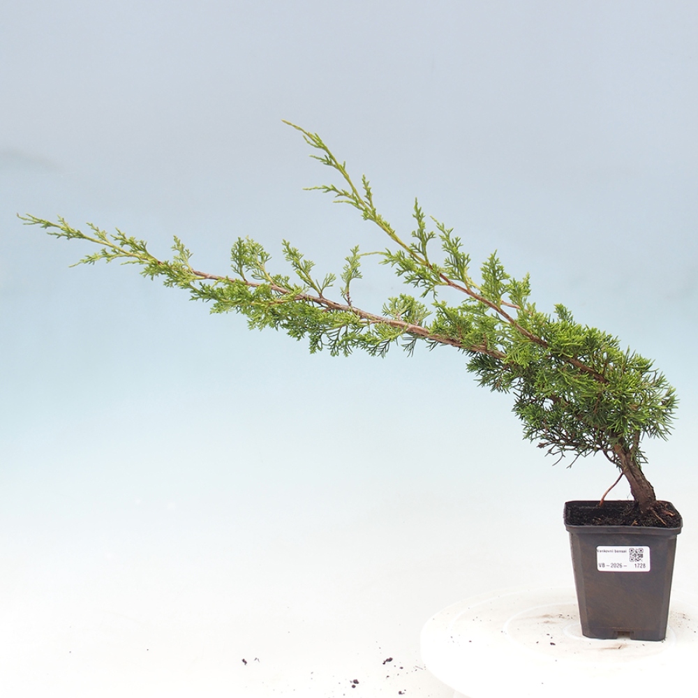 Bonsai da esterno - Juniperus chinensis Itoigawa
