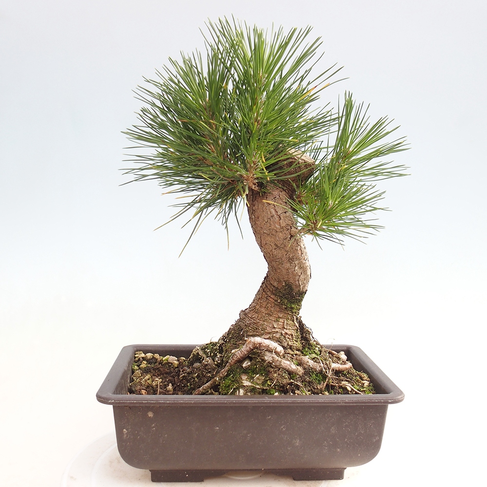 Bonsai da esterno - Pinus thunbergii - Pino di Thunberg