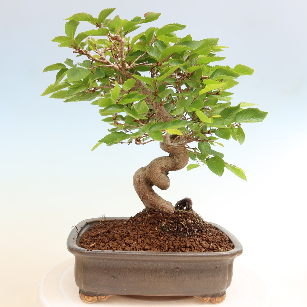 Bonsai da esterno -Carpinus Coreana - Carpino coreano