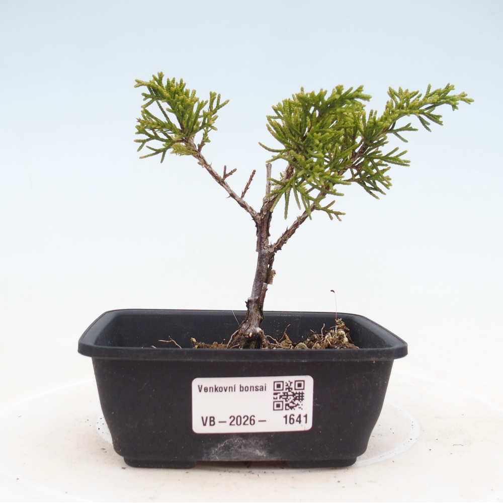 Bonsai da esterno - Juniperus chinensis Itoigawa