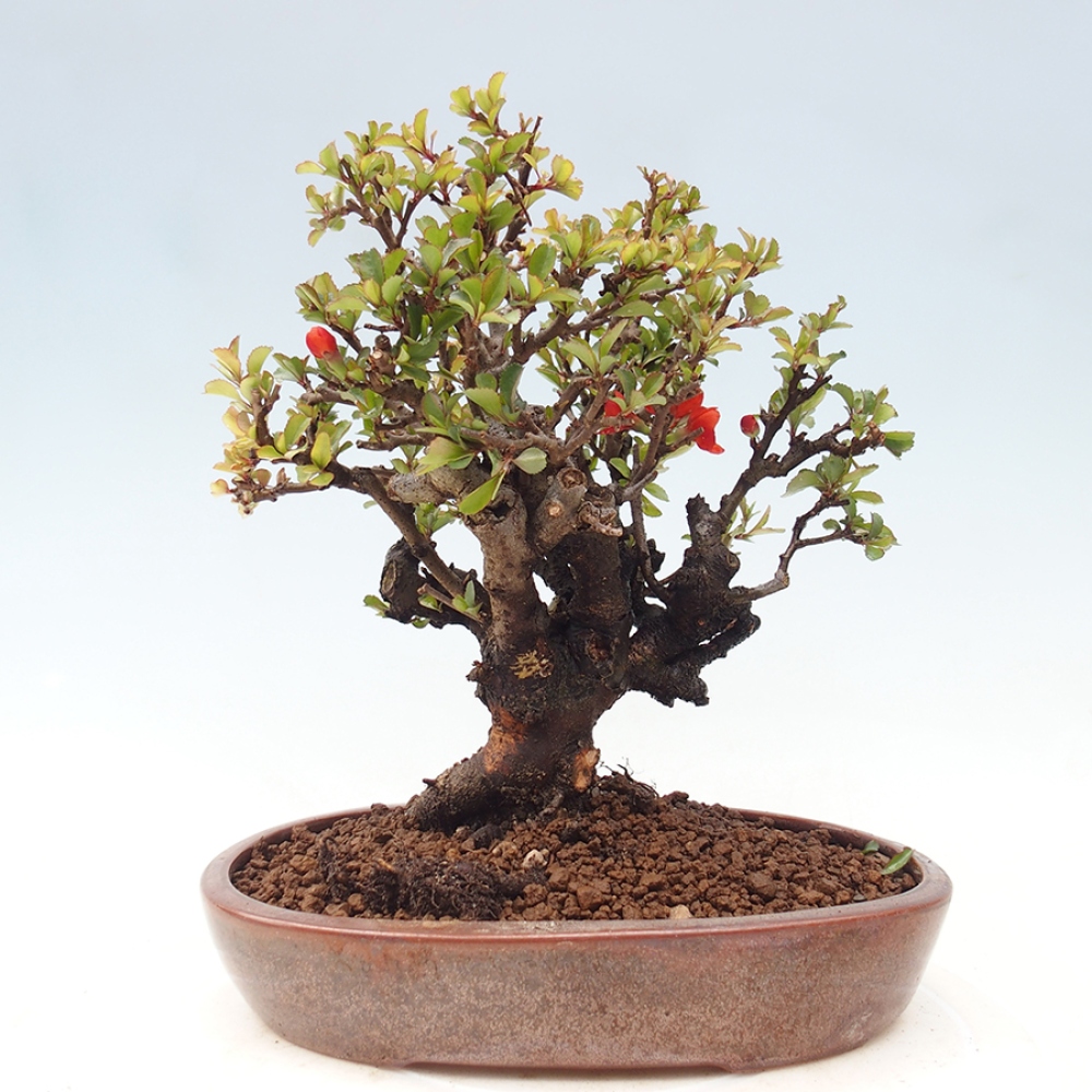 Bonsai da esterno - Chaneomeles speciosa - Cotogno