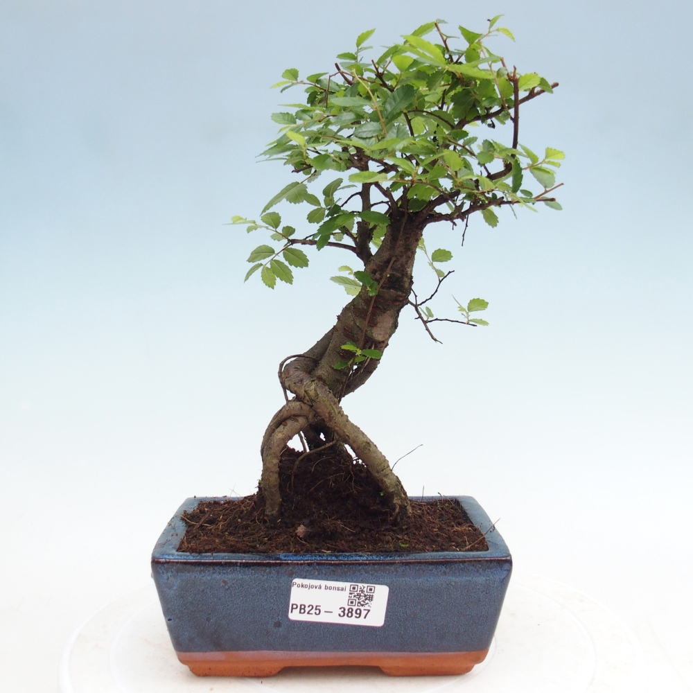 Camera bonsai - Ulmus parvifolia - Olmo a foglie piccole