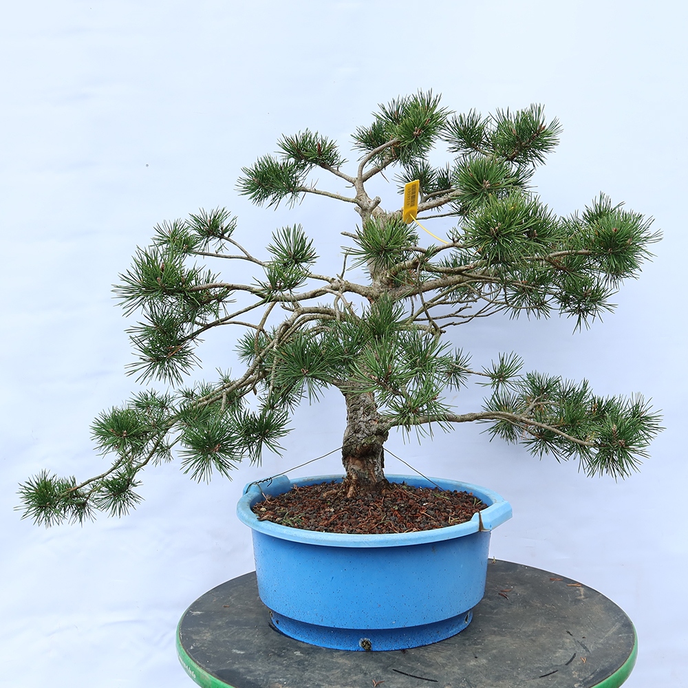 Pinus sylvestris Spagna - pino silvestre