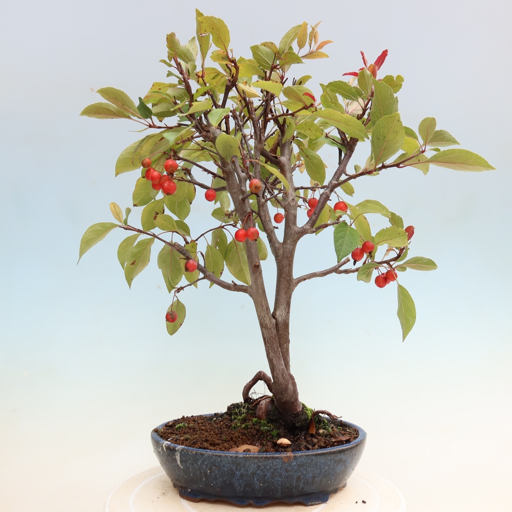 Bonsai da esterno -Malus domestica - Melo a piccoli frutti a foglie rosse