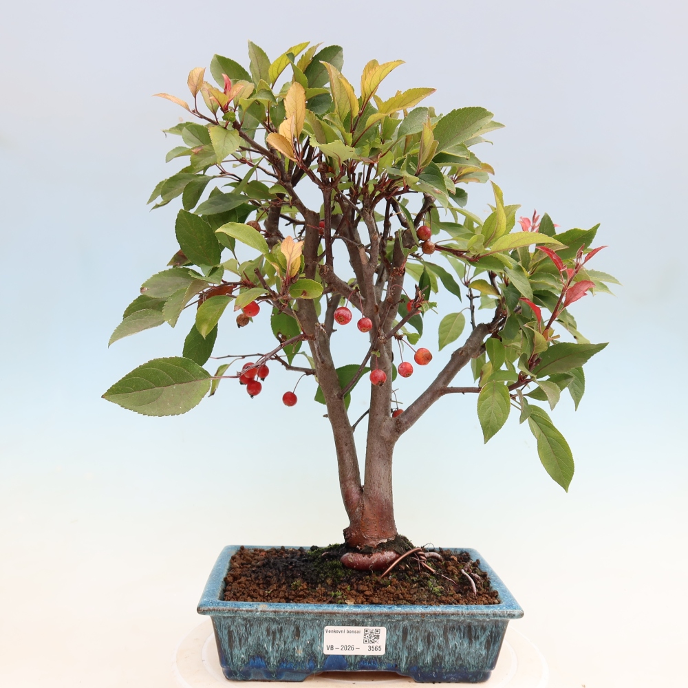 Bonsai da esterno -Malus domestica - Melo a piccoli frutti a foglie rosse